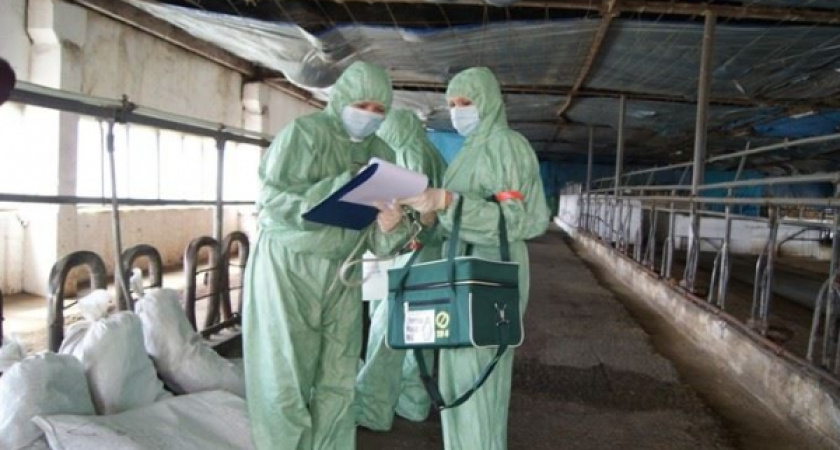 Воронежского фермера подозревают в распространении АЧС под Архангельском 