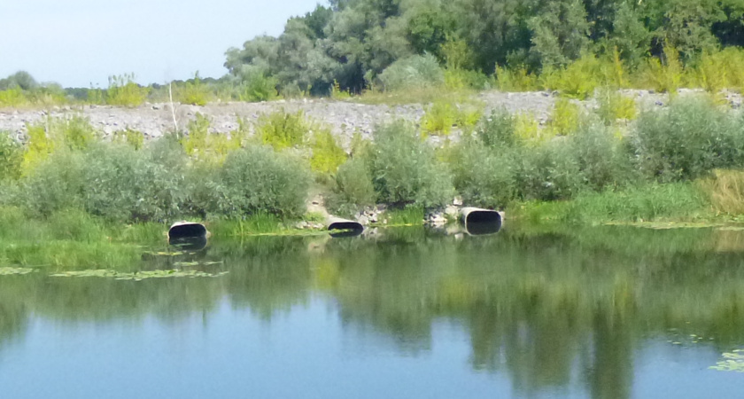 Территория пойменной дубравы под Павловском Воронежской области уходит в частную собственность