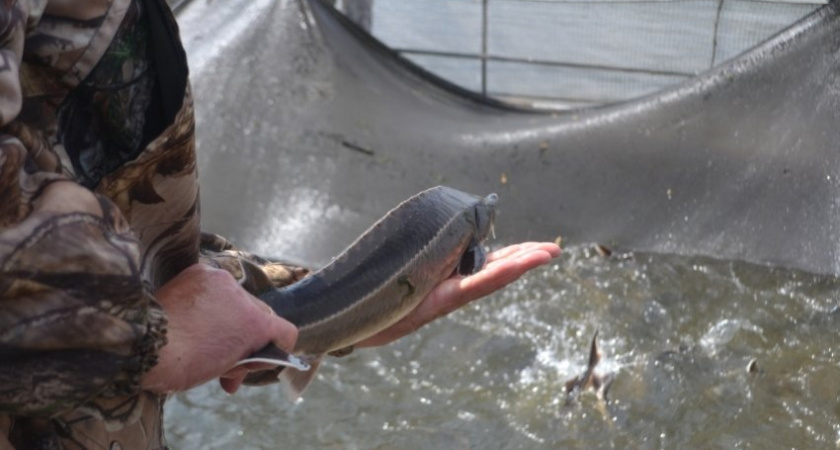 Передел воронежских рыбных угодий: первый блин комом