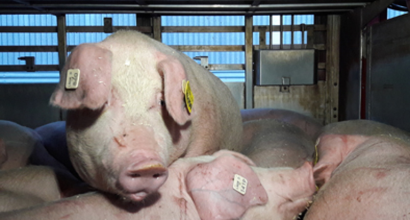 Под Воронежем уничтожат 42 тысячи  свиней