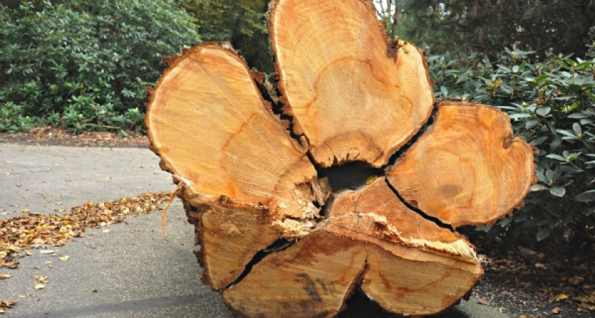 Воронежец перестарался на субботнике