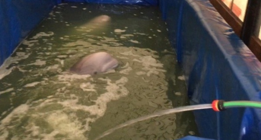 В Воронеже погибают киты белухи