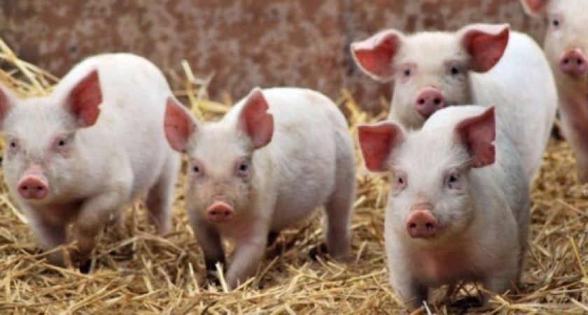 Воронежским свиноводам еще расти и расти