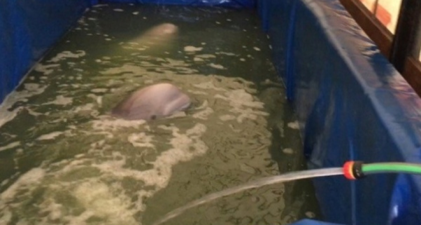 В Воронеже в передвижном дельфинарии китов не обижают 