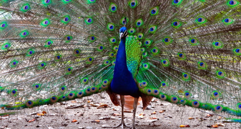 За сотрудниками воронежского зоопарка установлено медицинское наблюдение