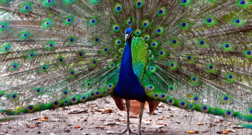 В Воронеже ввели карантин по птичьему гриппу 