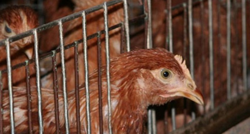 Проверка воронежских птицефабрик нанесет ущерб региональной экономике