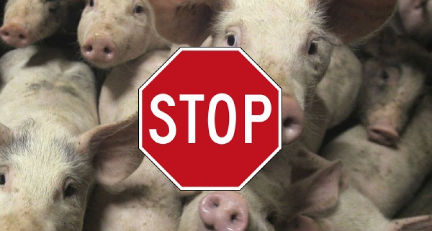 АЧС испытывает воронежских производителей свинины на прочность  