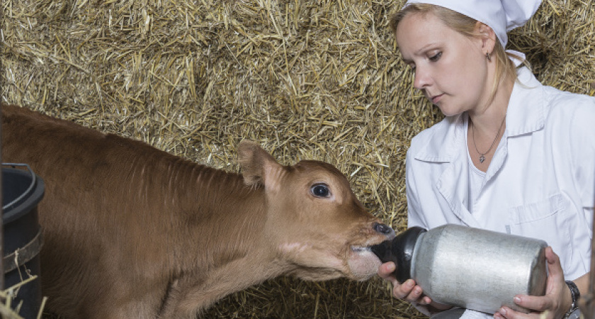 Поголовье коров на фермах воронежского «Молвеста» превысило 23 тысячи