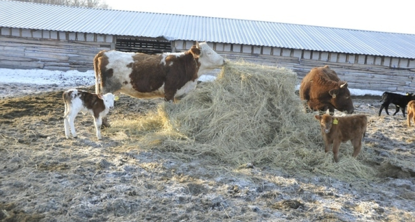 Воронежские скотоводы не исполняют требования закона