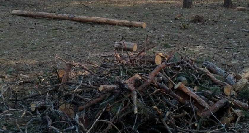Леса под Воронежем вырубят под коттеджный посёлок 