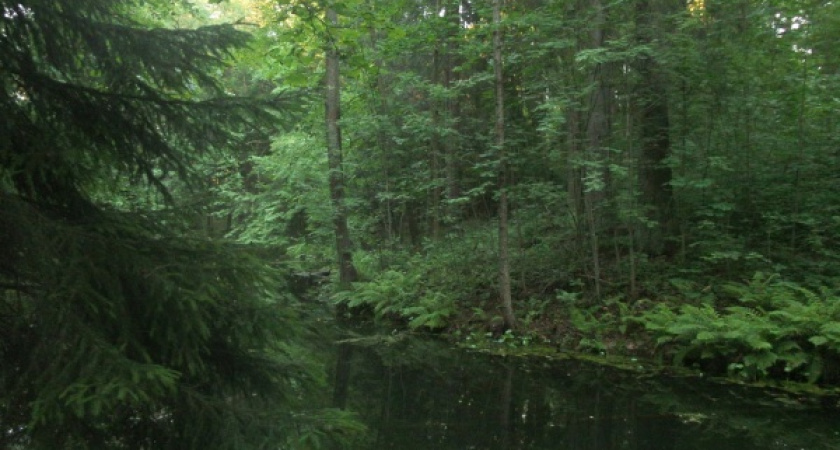 Вокруг Воронежа создадут лесопарковый пояс