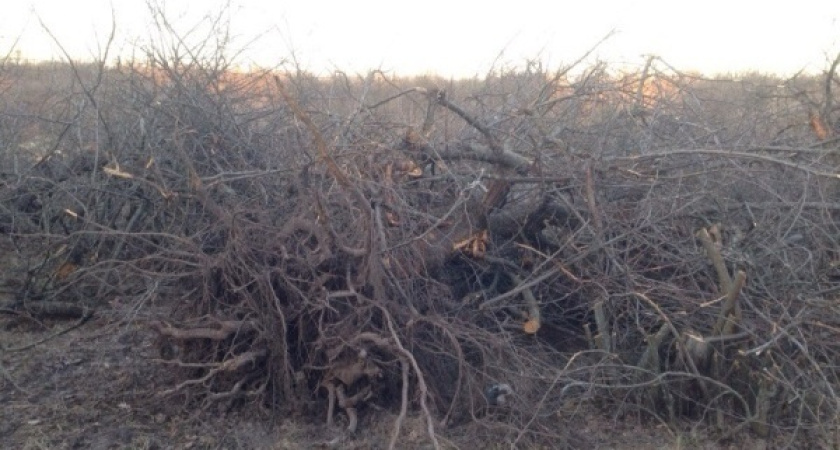Судьба воронежского яблоневого сада оказалась в руках деморализованной городской власти
