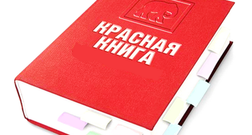 Воронежские прокуроры выступили против продажи краснокнижных животных 
