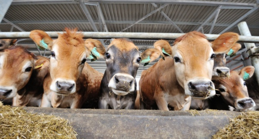 На воронежских молочных фермах «Молвеста» дойка коров проходит без участия человека 