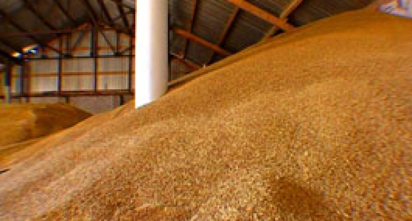 Воронежский  Россельхознадзор взялся контролировать ГМО 