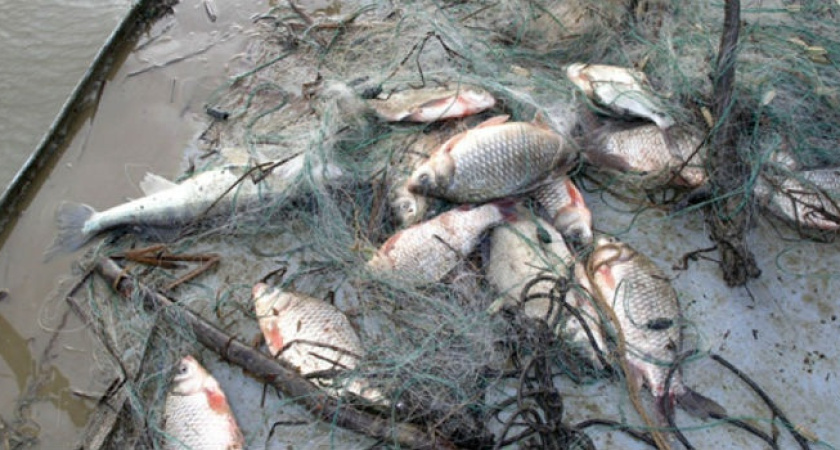 Под Воронежем на рыбоохрану заступили чиновники  местной администрации