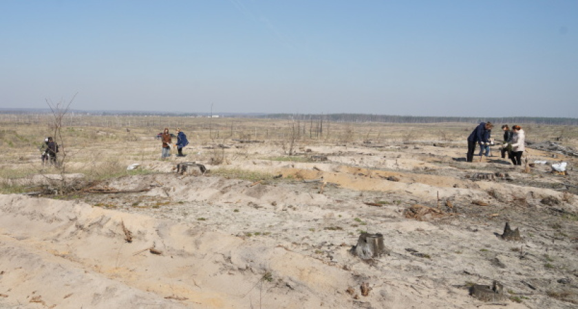 Возвращая Воронежу легкие – заканчивается восстановление лесов после пожаров 2010 года 