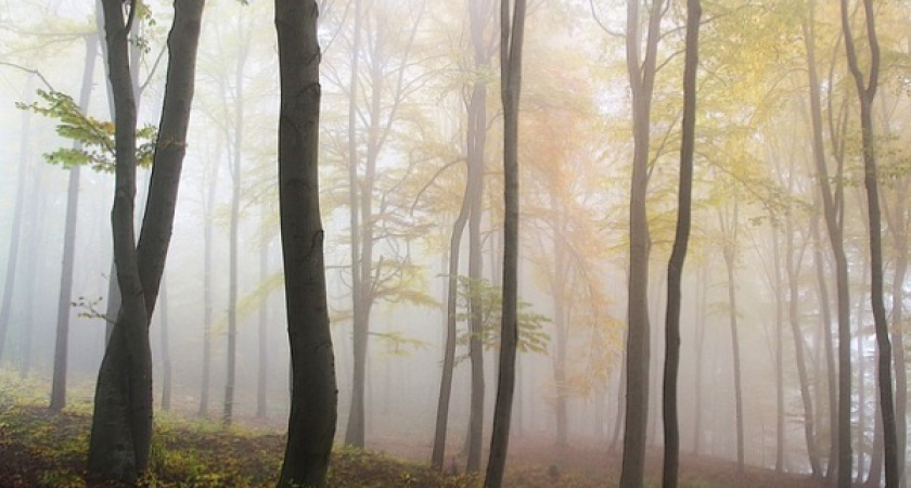 Закон о воронежских лесопарковых поясах рассмотрят на парламентских слушаниях