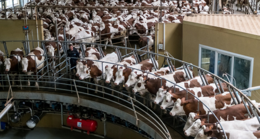 Депутаты Госдумы изучили воронежский опыт развития животноводства