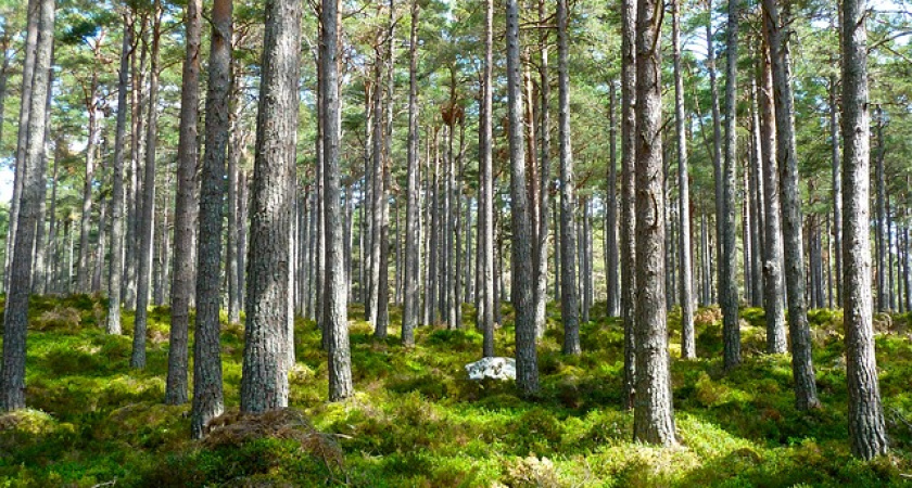 Воронежских застройщиков ограничат «зеленым поясом»