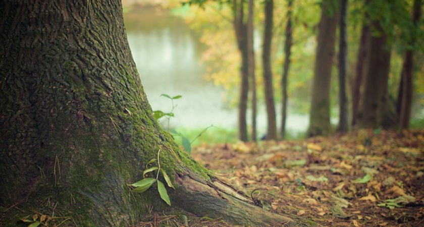 Воронежский бизнес-омбудсмен договорился о сотрудничестве с Росприроднадзором