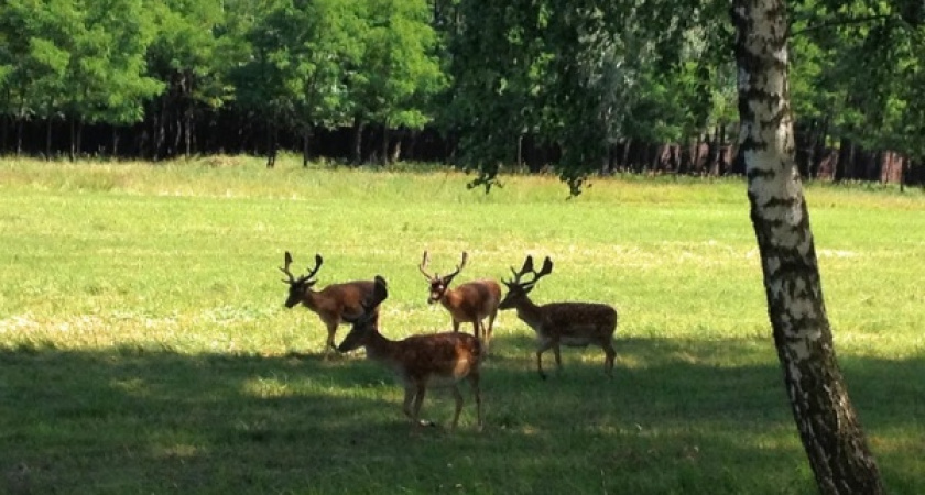 Воронежские охотники забыли о законе