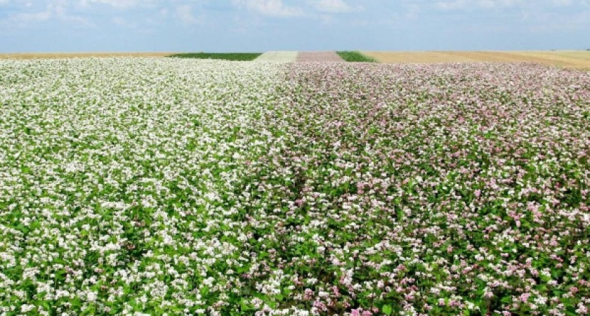 Под Воронежем запустили новое производство по переработке гречихи в гречу