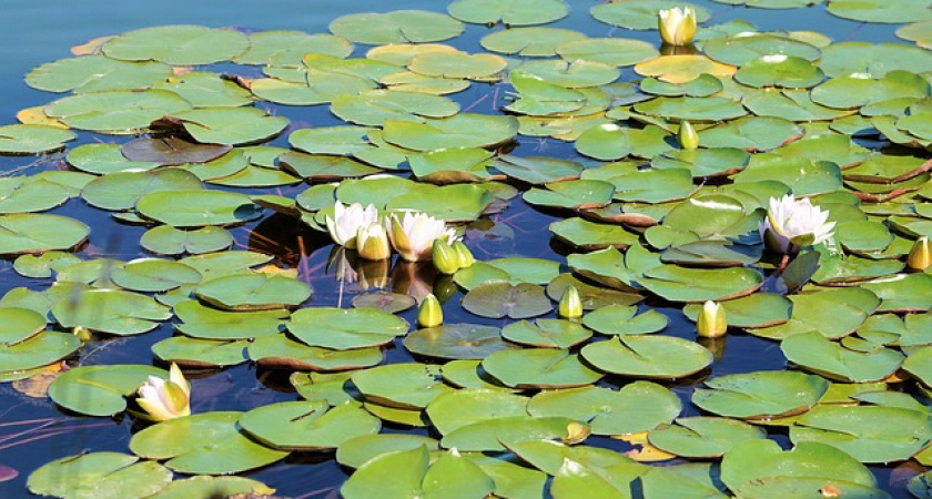 Москвичи заполучили общественный пруд в Воронежской области