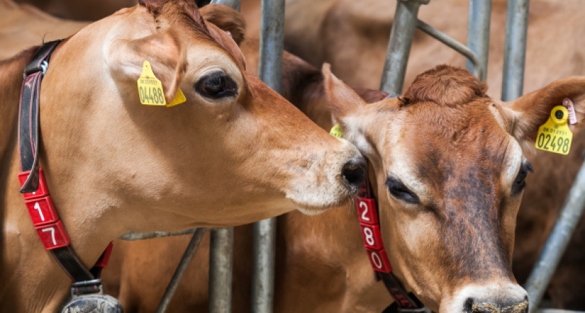«Молвест» возобновляет строительство молочной фермы