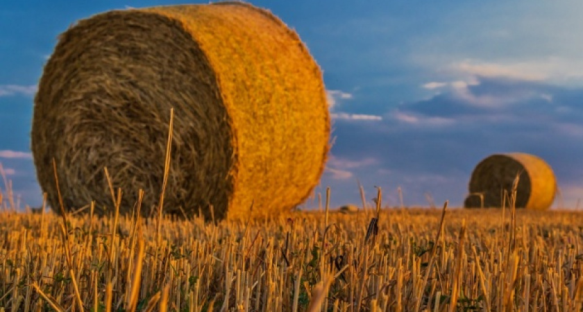 Воронежский депутат ГД: «Государство должно быть уверено в успехе мотиваторов для АПК»