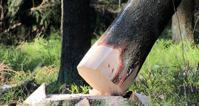 В Воронежской области впервые возбудили дело за создание препятствий бизнесу