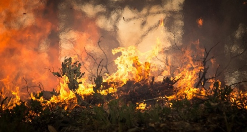 В Воронеже резко выросло число лесных пожаров