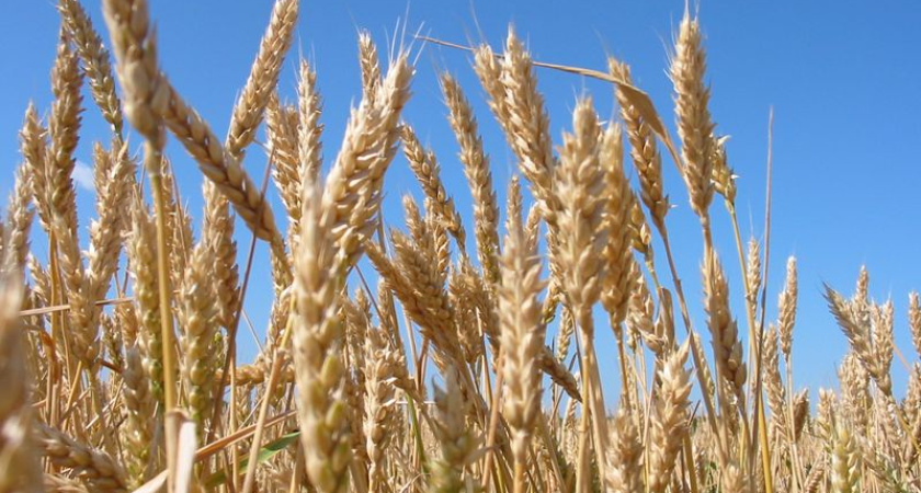 Воронежскому бюджету правительство выделило более полумиллиарда рублей