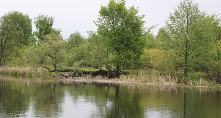 Воронежцев пригласили на обсуждение «зеленого пояса»