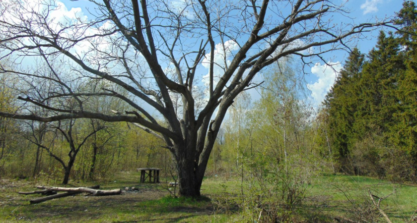 Воронежский университет заплатит 150 тыс. рублей за видео о ботаническом саде