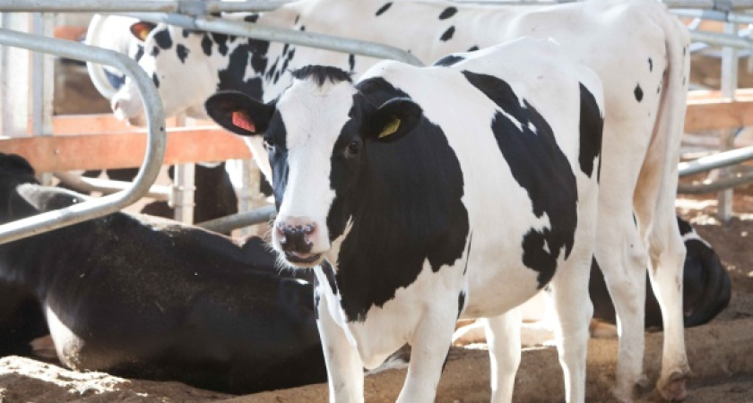 В Воронежскую область прибыли коровы-иностранки