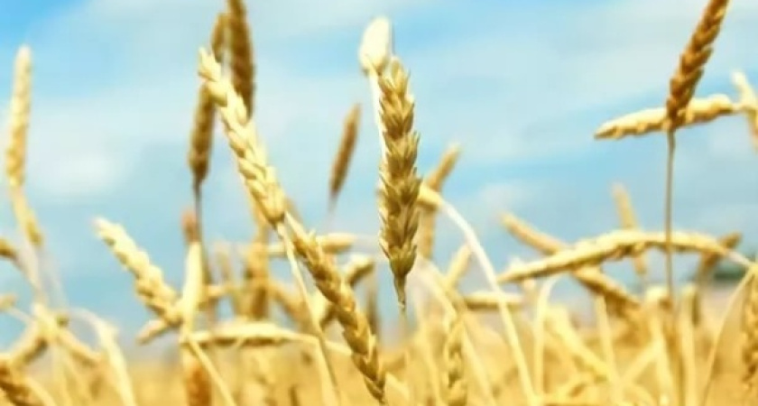 Финансирование воронежской  аграрной отрасли увеличивается с каждым годом