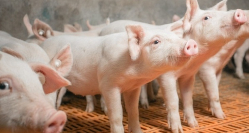 В Воронежской области на 40% выросло поголовье свиней