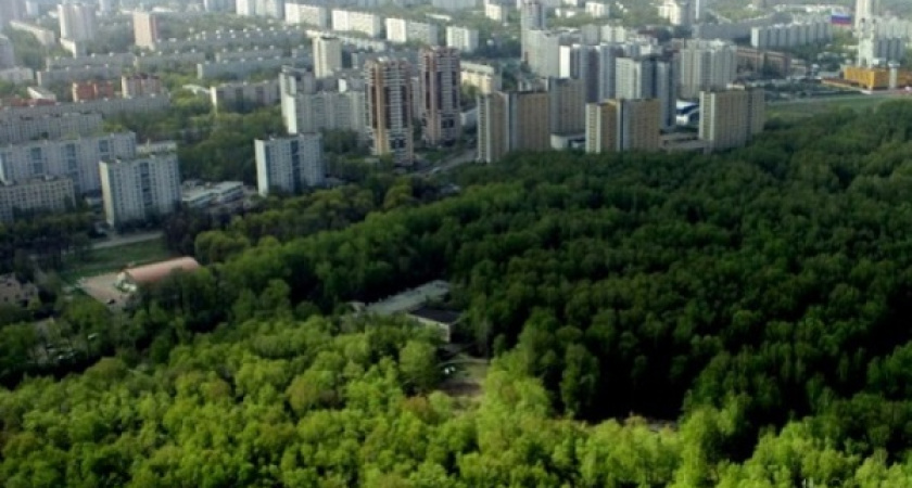 В Воронеже продолжается разбирательство с яблоневым садом