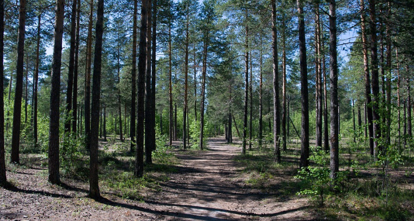 Управление лесхоза отредактировало карту воронежского «зеленого пояса»