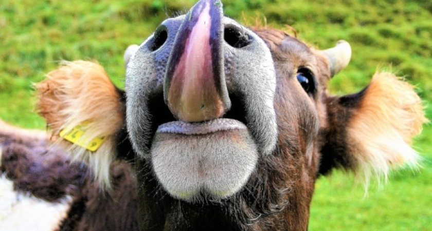 Воронежские власти подтвердили интерес к израильскому молочному проекту