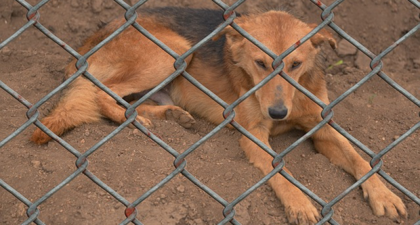 Мэрия Воронежа решилась на создание приюта для бездомных животных