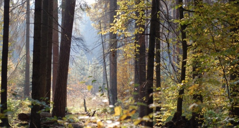 Опрос «Времени Воронежа»: горожане не верят в «зеленый пояс» 