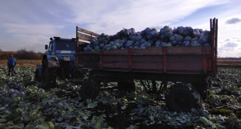 Воронежские зеки на год обеспечили себя овощами