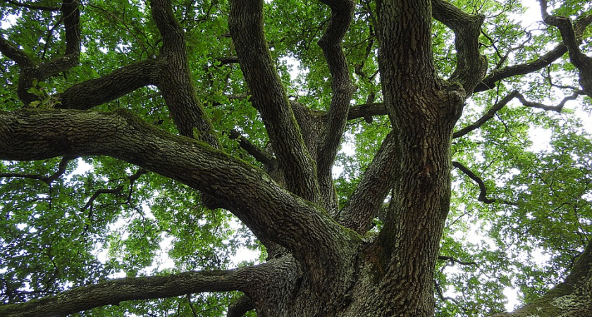 У воронежской Нагорной дубравы нашлось культурное значение 