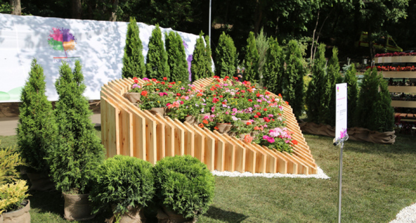 Воронежские власти потратят около 11 млн рублей на цветы и капусту