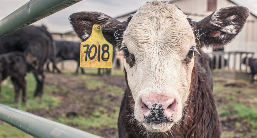 Власти частично возместят воронежским аграриям расходы на покупку телят