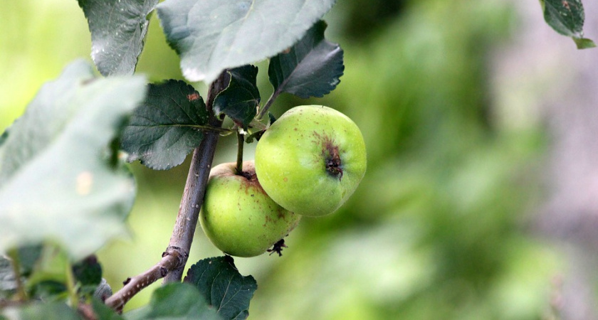 Воронежский арбитраж вновь отказал захватчикам яблоневого сада