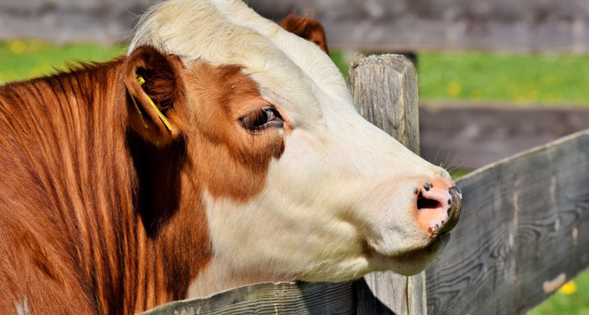 Воронежская область получит 837 млн рублей на аграрные инвестпроекты